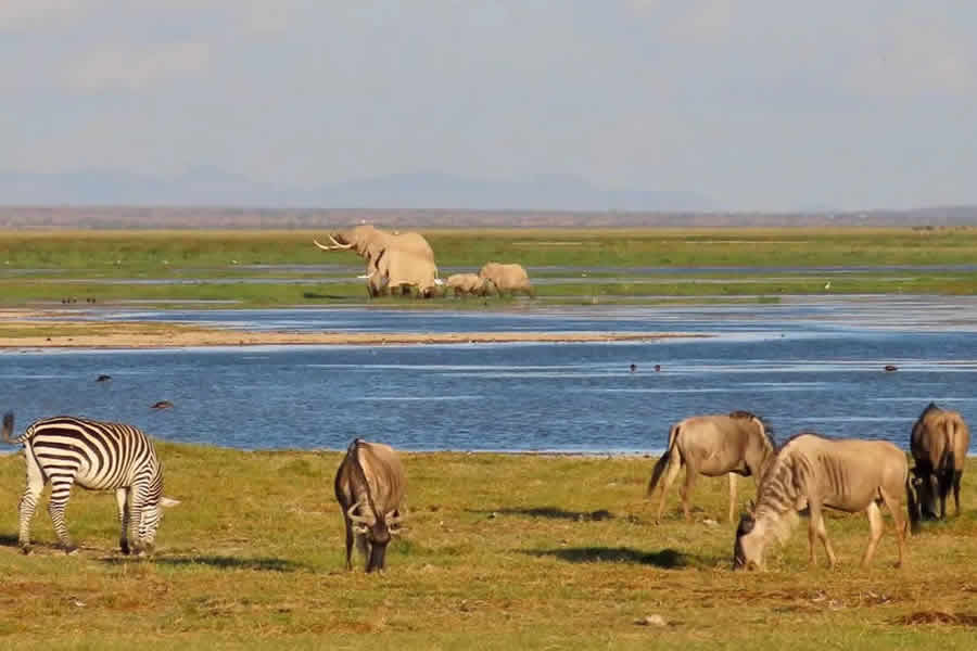 8 Days Amboseli, Lake Naivasha, L. Nakuru and Maasai mara