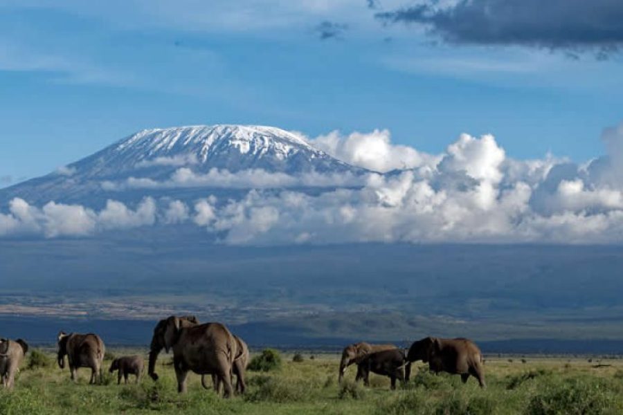 8 Days Amboseli, Lake Naivasha, L. Nakuru and Maasai mara