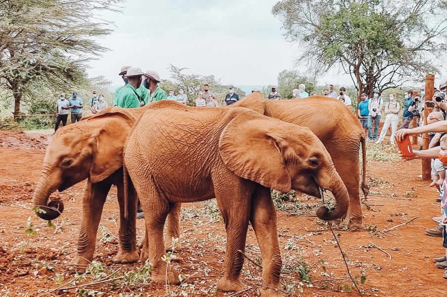 11.00 a.m to 12.00 Noon: Visit the Shedlrick Elephants orphanage