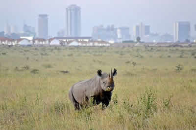 6.00 a.m. to 10.30 a.m.: Nairobi National Park