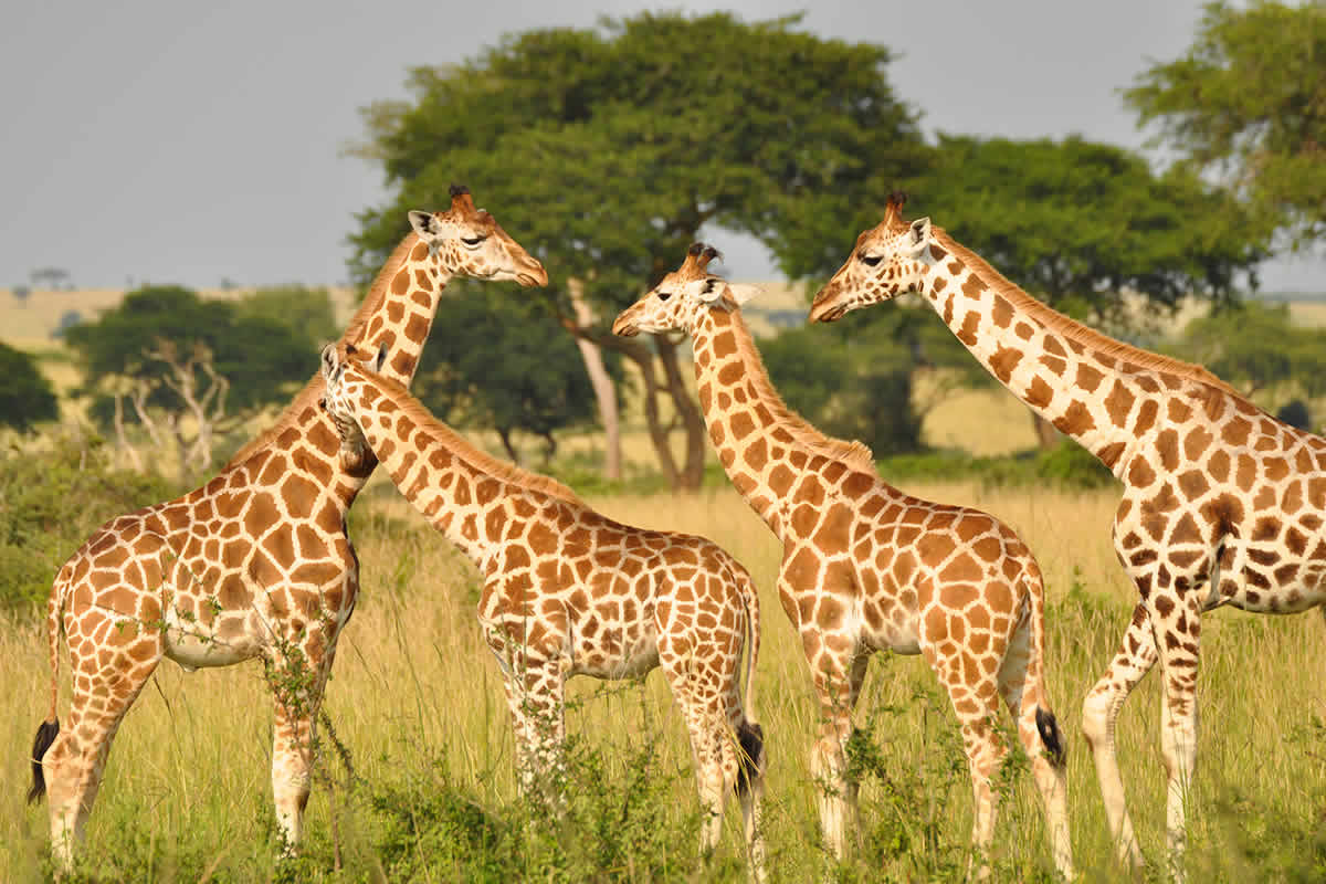 Day 5: Samburu Game reserve to Ol Pejeta Conservancy