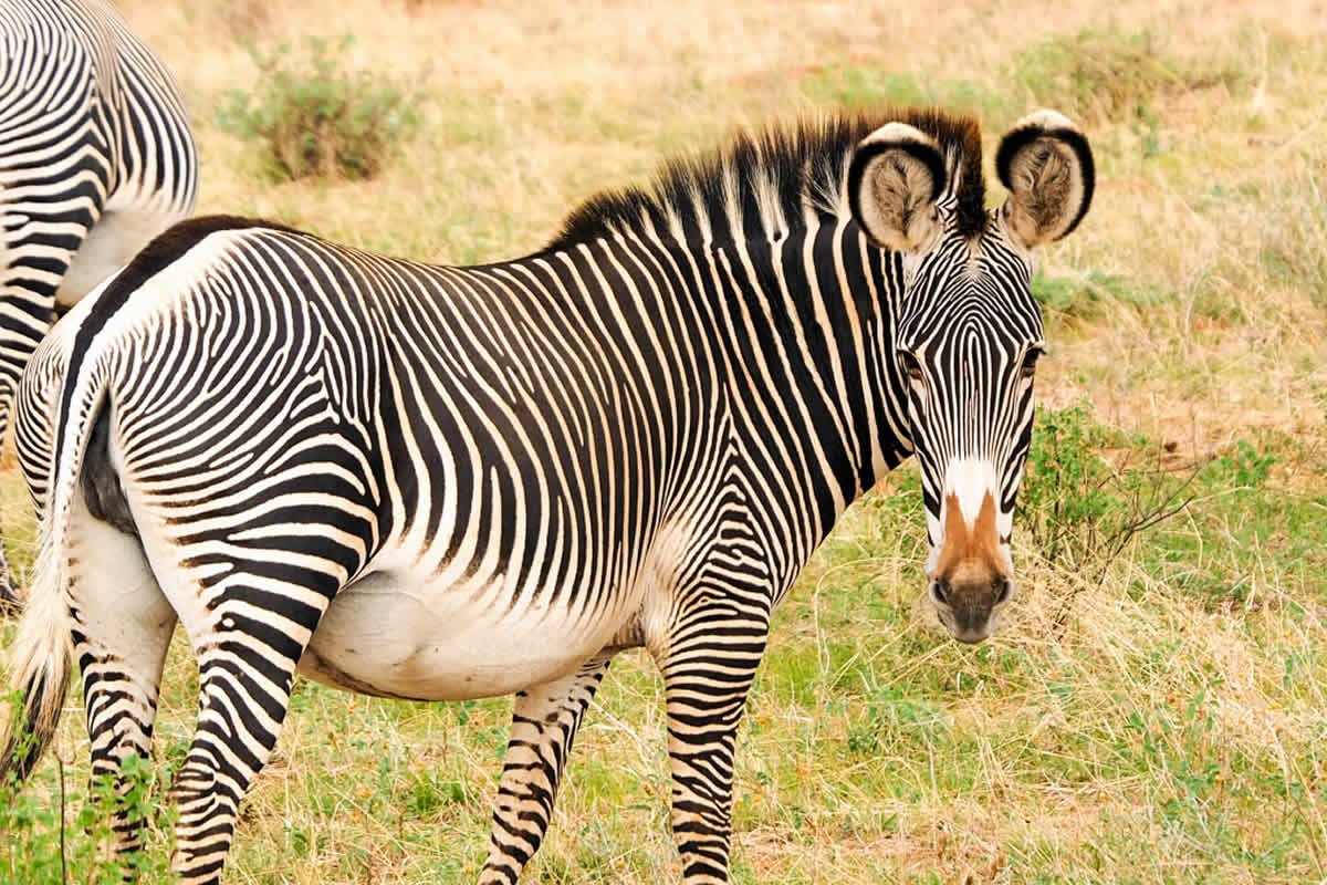 Day 3: Meru National Park to Samburu Game Reserve