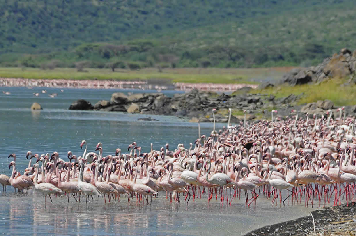 5 Days Lake Naivasha, Lake Nakuru and Masai mara