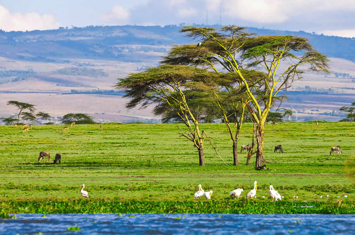 5 Days Lake Naivasha, Lake Nakuru and Masai mara
