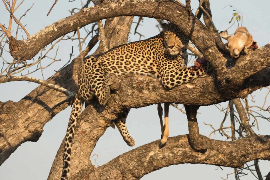 4 Days Amboseli, Tsavo West and Tsavo East
