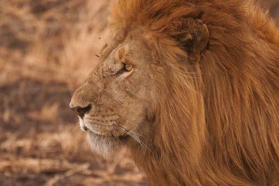 5 Days Tarangire, Serengeti and Ngorongoro Crater Safari