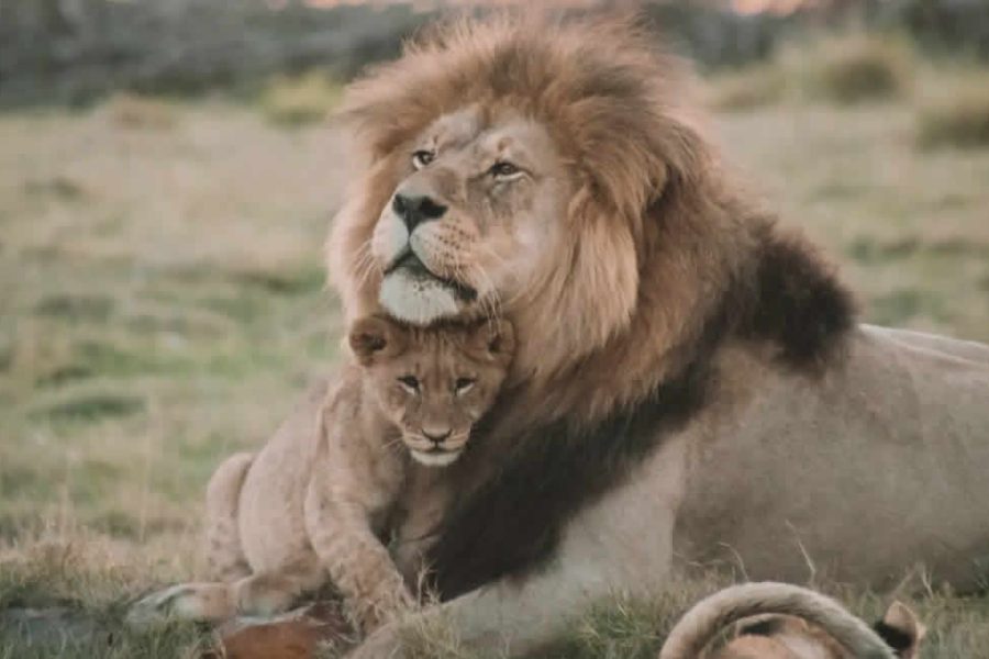3 Days Tsavo West and Tsavo East