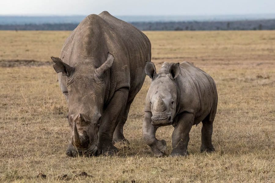 2 Days Ol Pejeta Conservancy