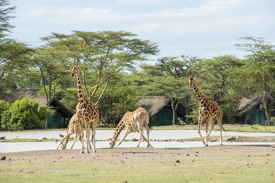 3 Days Ol Pejeta Conservancy