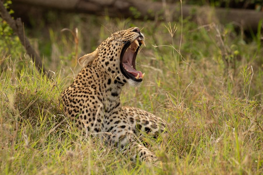 Kicheche Mara Camp: 3 Days Maasai mara Air Safari
