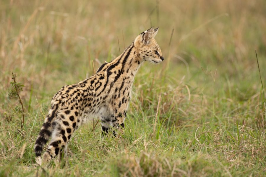 4 Days Maasai mara Air Safari: Kicheche Bush camp Olare Conservancy