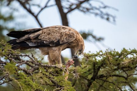 4 Days Masai Mara Air Safari: Ol Seki Hemingways
