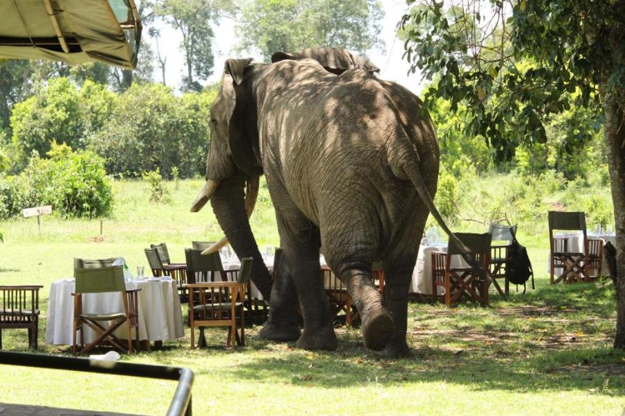 Governors Camp: 4 Days Masai Mara Air Safari