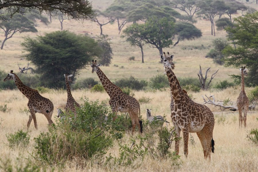 6 Days Lake Manyara, Serengeti, Ngorongoro and Tarangire Safari