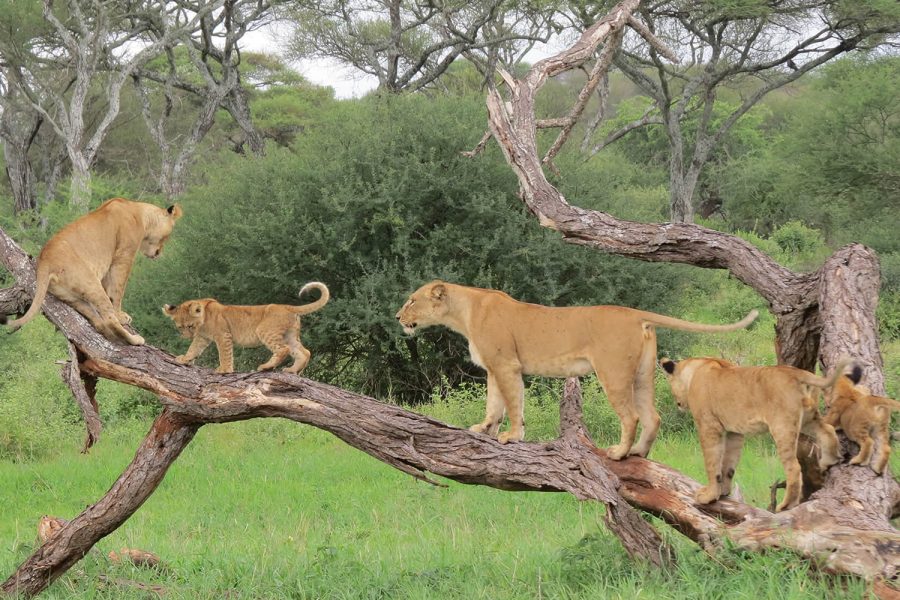 9 Days Lake Manyara, Serengeti ,gorongoro and Tarangire