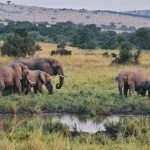 Travelling from Masai mara to Serengeti