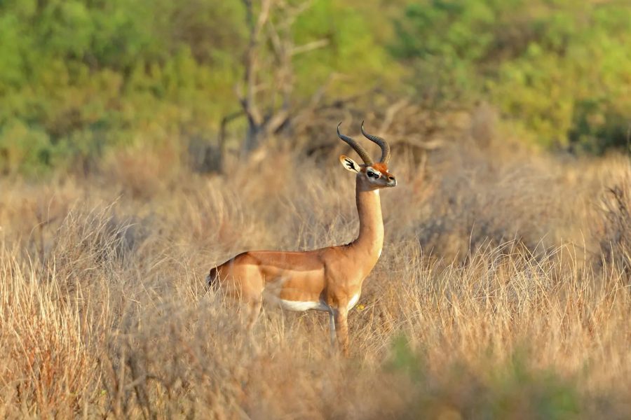 3 Days Tsavo East and Tsavo West