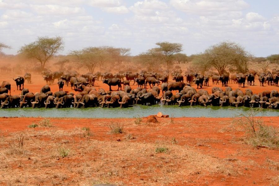 3 Days Tsavo East; Ashnil Aruba Lodge