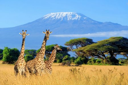 5 Days Amboseli and Masai mara Air Safari