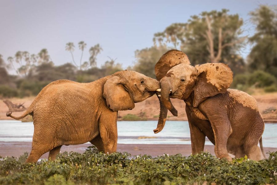 22 Days Kenya and Tanzania Safari