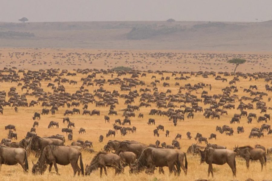 7 Days Lake Manyara, Serengeti, Ngorongoro Crater and the Tarangire National Parks