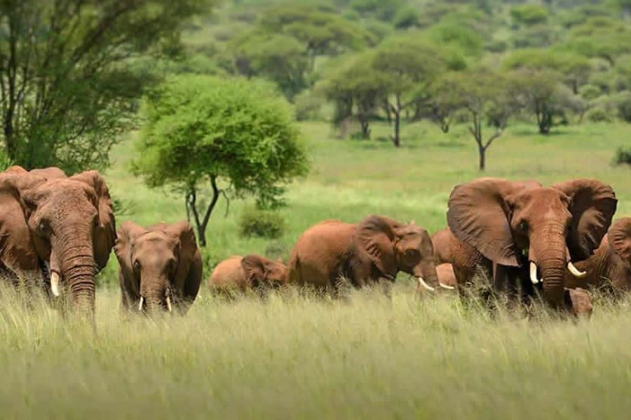16 Days Kenya and Tanzania Safari