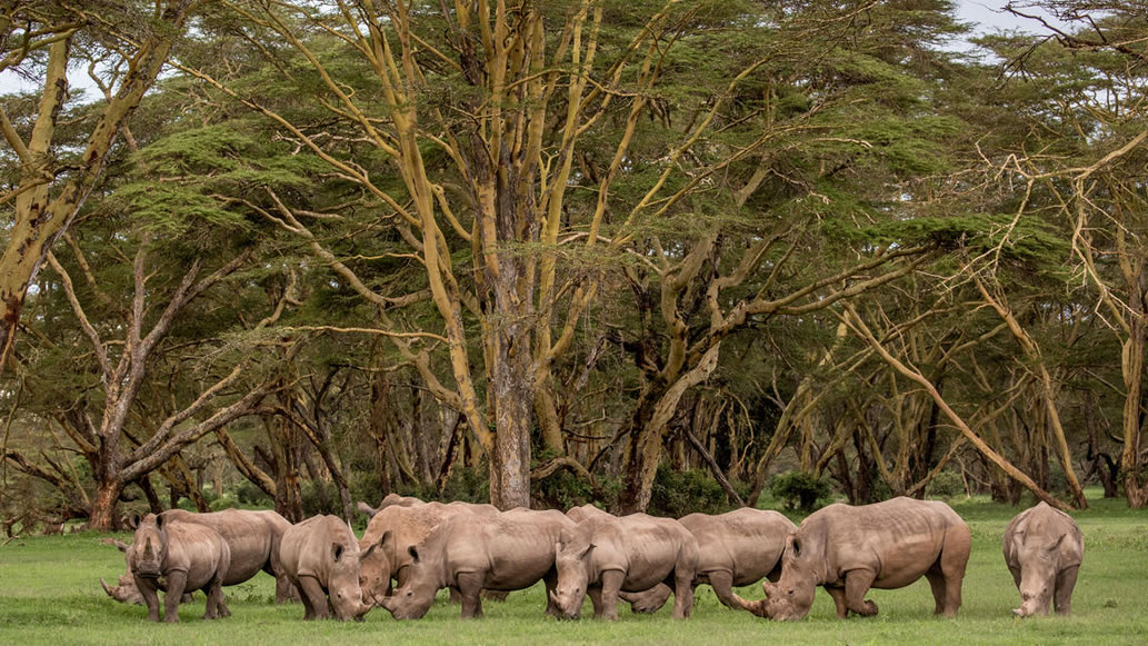 14 Days Luxury Air Safari, Kenya and Tanzania