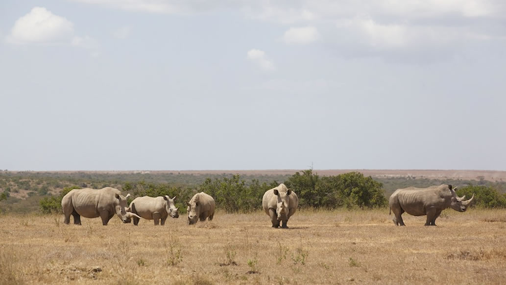 14 Days Luxury Air Safari, Kenya and Tanzania
