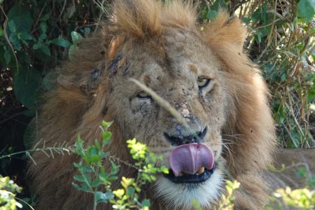 2 Days Olpejeta conservacy