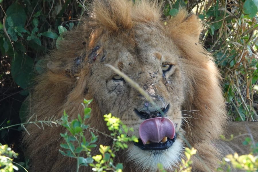2 Days Olpejeta conservacy